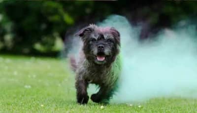 Holi 2023: Tips And Tricks To Keep Your Pet’s Skin Safe From Colours