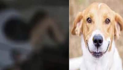 Shocking! Man Caught-On-Camera Raping Female Dog In Delhi's Inderpuri