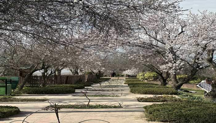 Almond And Cherry - The 2 Big Tourist Attractions In Kashmir This Season