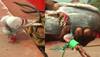 Pigeon With Camera Fitted On Leg Caught From Fishing Boat In Odisha, Cops Suspect 'Spying'