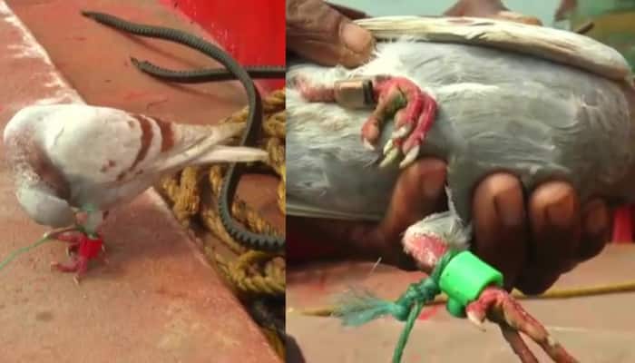 Pigeon With Camera Fitted On Leg Caught From Fishing Boat In Odisha, Cops Suspect 'Spying'