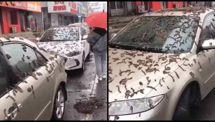 BIZARRE! It's Raining Worms In China - Watch Slimy Creatures Fall From Sky  | viral News | Zee News
