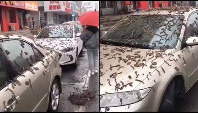 BIZARRE! It's Raining Worms In China - Watch Slimy Creatures Fall From Sky