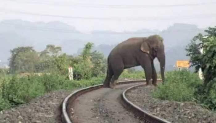 Alert Railway Driver Stops Nilgiri Mountain Train To Save 6 Elephants In Middle Of Track