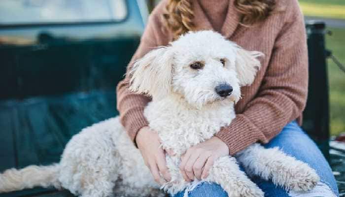 Planning To Become A Dog Parent? Here Are 5 Reasons How Your Furry Pet Can Improve Your Health