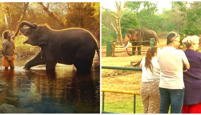 Oscars 2023: As 'The Elephant Whisperers' Wins Award, Tourists Visit Tamil Nadu To See Baby Jumbo