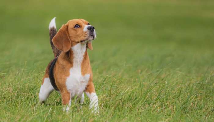 Tips On How To Toilet Train Your Dog At Home, Do's And Don'ts Of Being A Good Dog Parent