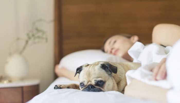 You Beloved Pet Can Be The Reason For Your Disturbed Sleep, Claims Study