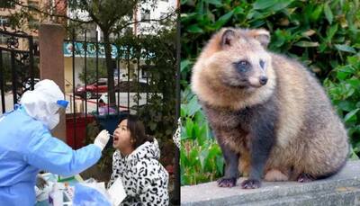 The Origin Of Covid: New Data Point To Raccoon Dogs In China Market