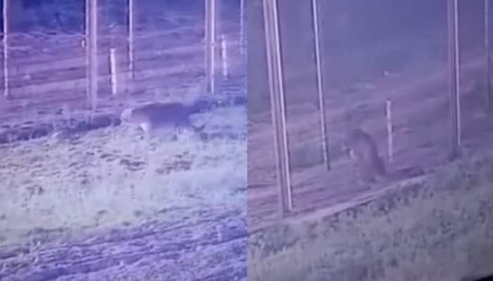&#039;Welcome To India&#039;: Netizens React To Rare Intruder Who Crossed LOC From Pak - Watch