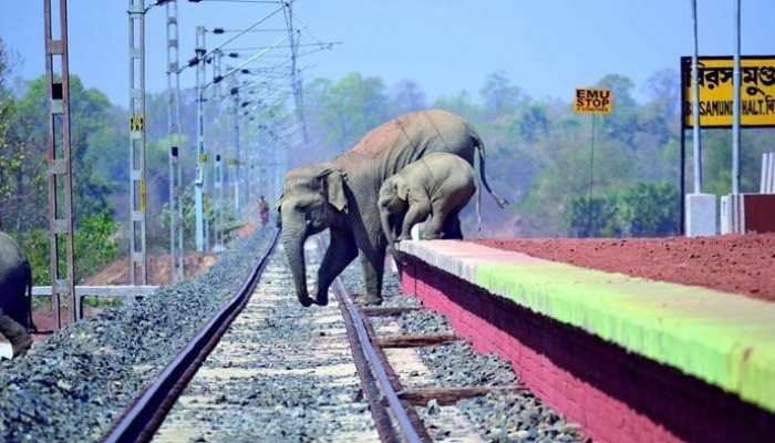 Indian Railways To Use AI To Prevent Elephant Collisions, NFR Signs MoU With RailTel