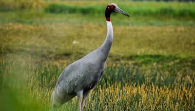 Forest Department Takes Away Sarus Crane From UP Man Who Befriended Him After Rescue