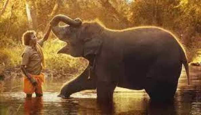 Oscar Craze: Google Searches For 'The Elephant Whisperers' Skyrocketed 8,164% after Award Win