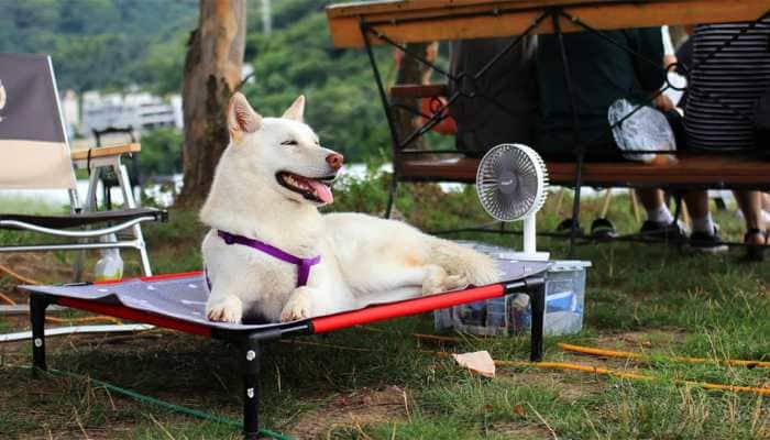 Exclusive - Pet Care In Summers: 7 Tips On How To Take Care Of Your Furry Friend In Scorching Heat