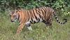 Chhattisgarh: Man Killed In Tiger Attack, 2 Injured