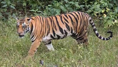 Chhattisgarh: Man Killed In Tiger Attack, 2 Injured