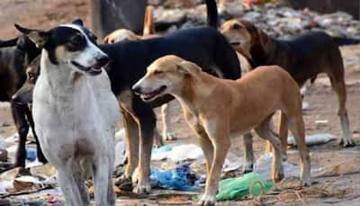 Stray Dogs Row: Over 100 People Attacked Everyday In Delhi, Says BJP MLA Ajay Mahawar