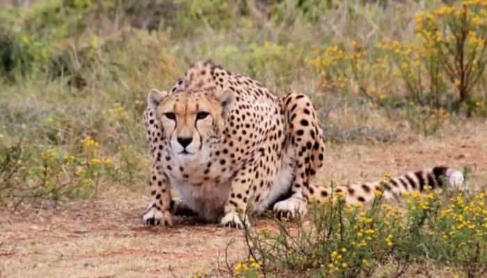 One Of The Eight Namibian Cheetahs Dies At MP&#039;s Kuno National Park