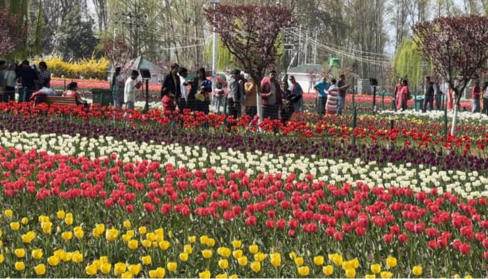 Asia's Largest Tulip Garden Hosts Over 1 Lakh Tourists In 1st Week Of Opening