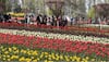 Asia's Largest Tulip Garden In Jammu And Kashmir Hosts Over One Lakh Tourists In First Week Of Its Opening