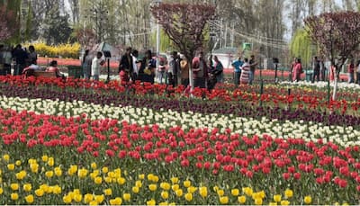 Asia's Largest Tulip Garden In Jammu And Kashmir Hosts Over One Lakh Tourists In First Week Of Its Opening