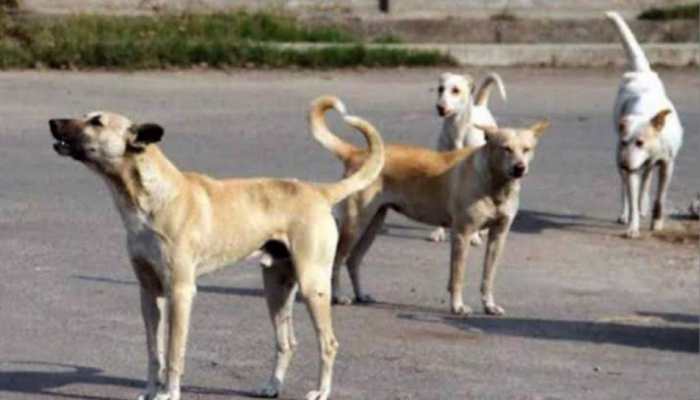 'Animals Also Living Beings...': Bombay HC Slams Cruelty Against Stray Dogs