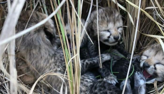 Days After Losing Namibian Cheetah, Kuno Park Welcomes Four Cubs - Watch