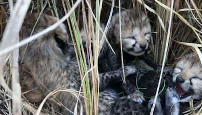 Days After Losing Namibian Cheetah, Kuno National Park Welcomes Four Cubs - Watch