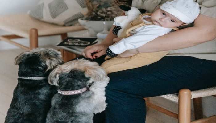 Exposure To Pets During Early Infancy Reduce Chances Of Food Allergy: Study