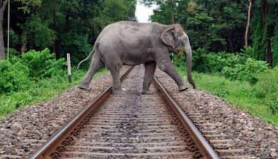 Indian Railways Likely To Shift Rail Tracks Out Of Palamu Tiger Reserve To Save Wildlife