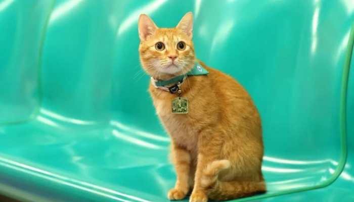 Meet &#039;Mikan&#039;: The Station Master &#039;Cat&#039; On Taiwan Metro; Internet Says So Cute