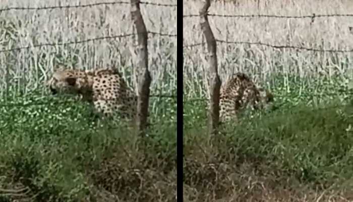 Cheetah &#039;Oban&#039; Strays Out Of Kuno National Park, Rescued By MP Forest Officials - WATCH