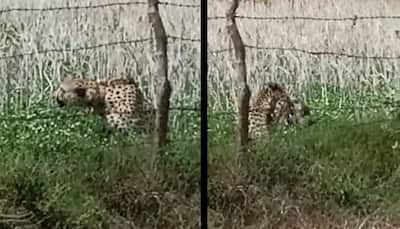 Cheetah 'Oban' Strays Out Of Kuno National Park, Rescued By MP Forest Officials - WATCH