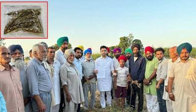 AAP's Raghav Chadha Asks For Centre's Help After Punjab Farmers Face Crop Damage