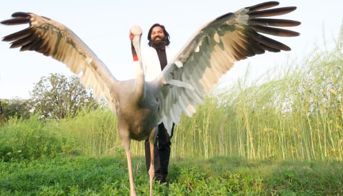 'Special Story': BJP MP Varun Gandhi Wants Sarus Crane Reunited With Arif
