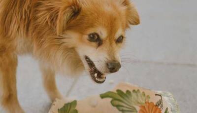 Vegan Diet For Pets - Is It Safe For Your Dogs And Cats? Experts Explain