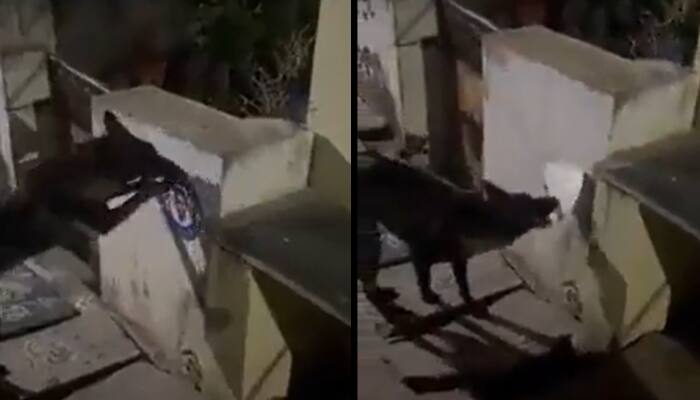 Andhra Police Book Dog For Tearing CM Jagan Reddy's Poster