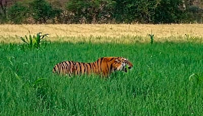 Tiger Kills Two Men In Uttarakhand's Pauri; Night Curfew Imposed In 25 Villages, Schools Shut
