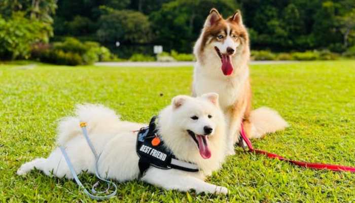Summer Pet Care Tips: 10 Things To Remember Before Taking Your Dog Out For A Walk