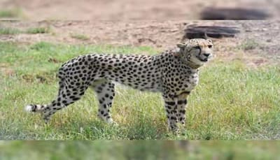2nd Of Four African Cheetahs Brought To India Dies
