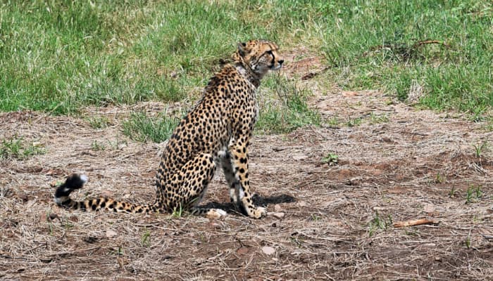 Cheetah &#039;Asha&#039; Strays Out Of Kuno National Park Again, Fourth Incident This Month