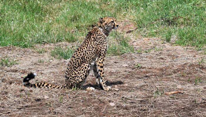 Cheetah 'Asha' Strays Out Of Kuno National Park Again, Fourth Incident This Month