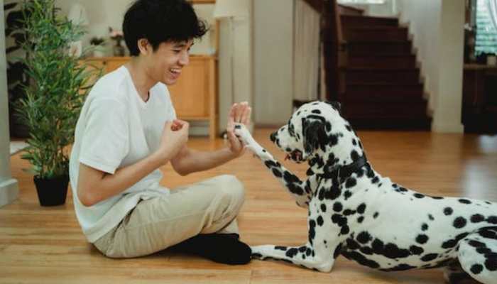 Pets: 7 Fun Indoor Activities To Try With Your Dog This Summer
