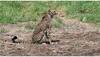 Cheetah Deaths At Kuno Spur Authorities To Initiate A Project Review