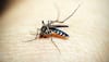 Dengue Virus ‘Evolved Dramatically’ In India, Researchers Stresses On Urgent Need For Vaccine: Study 