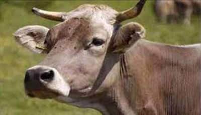 Cow Urine Can Be Boon For Humans: Vet Research Body