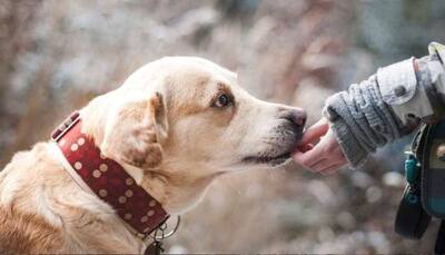 Pet Care: Is Your Dog Acting Strange? Check 7 Ways To Ease Your Furry Friend's Anxiety