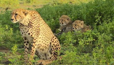 Female Cheetah 'Daksha' Dies In MP's Kuno National Park; 3rd Fatality In 42 Days