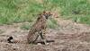 Project Cheetah: Another Cheetah 'Daksha' Dies In MP's Kuno National Park; Third Death In 42 Days