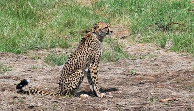 Project Cheetah: Another Cheetah 'Daksha' Dies In MP's Kuno National Park; Third Death In 42 Days
